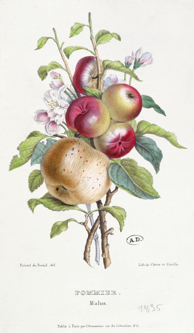 Apple Tree (Malus), c.1835 by J. B. Pointel du Portail